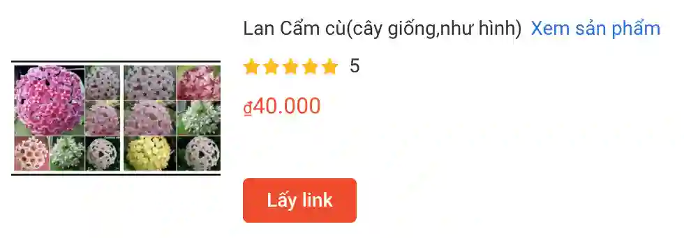 566 loài thuộc chi Hoya - Lan cẩm cù 1 Lan Cam cucay giongnhu hinh | Monsteraholic