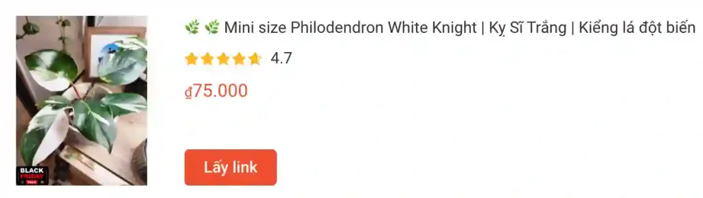 Mini size Philodendron White Knight Ky Si Trang Kieng la dot bien | Monsteraholic