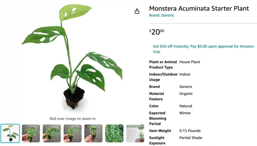 Monstera Acuminata | Monsteraholic