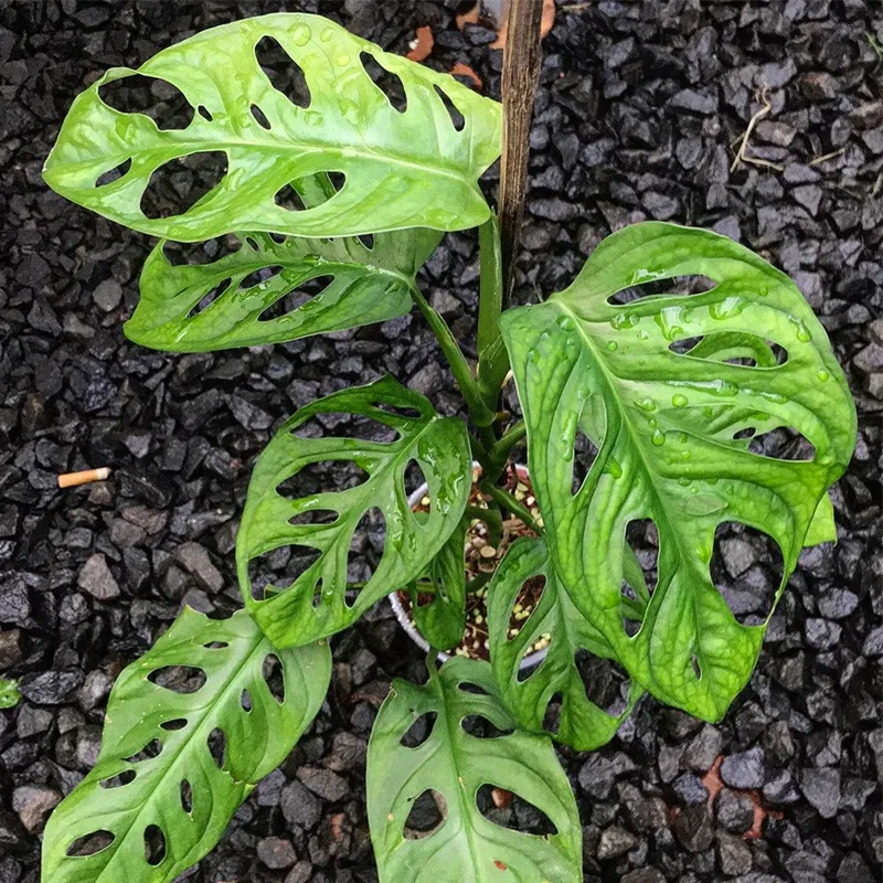 Monstera Acuminata