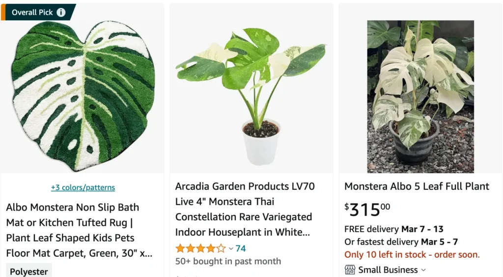 Monstera Albo amazon.com monsteraholic.com | Monsteraholic