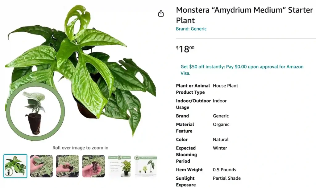 Monstera Amydrium Medium | Monsteraholic