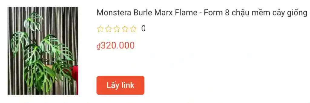 Monstera Burle Marx Flame Form 8 chau mem cay giong | Monsteraholic