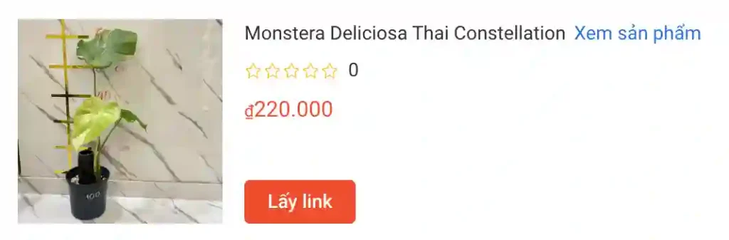 Monstera có độc cho chó mèo không? 2 Monstera Deliciosa Thai Constellation 5 | Monsteraholic