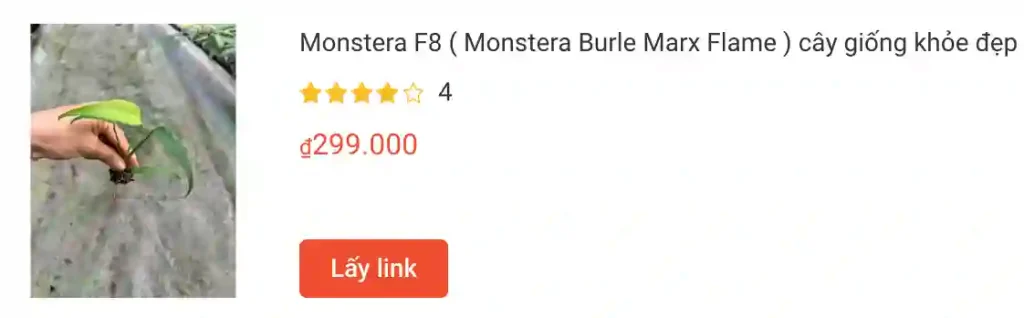 Monstera F8 Monstera Burle Marx Flame cay giong khoe dep | Monsteraholic