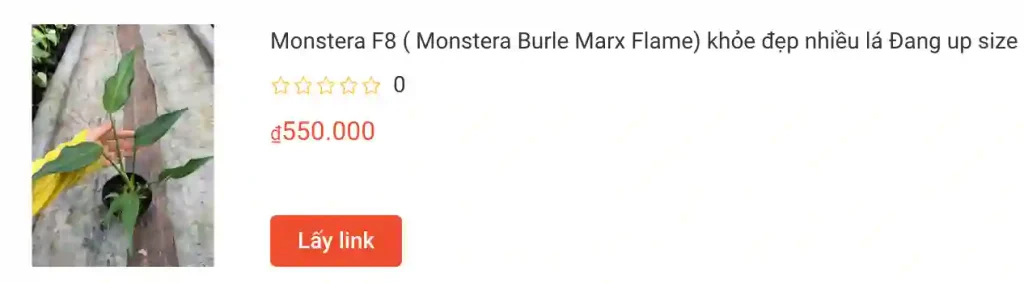 Monstera F8 Monstera Burle Marx Flame khoe dep nhieu la Dang up size | Monsteraholic