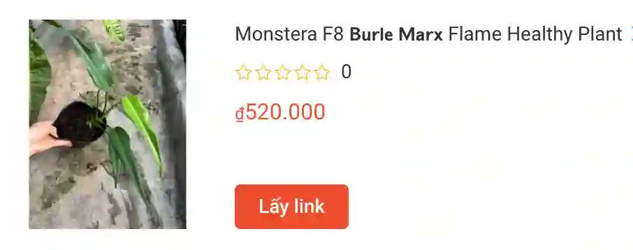 Monstera F8 𝗕𝘂𝗿𝗹𝗲 𝗠𝗮𝗿𝘅 Flame Healthy Plant | Monsteraholic