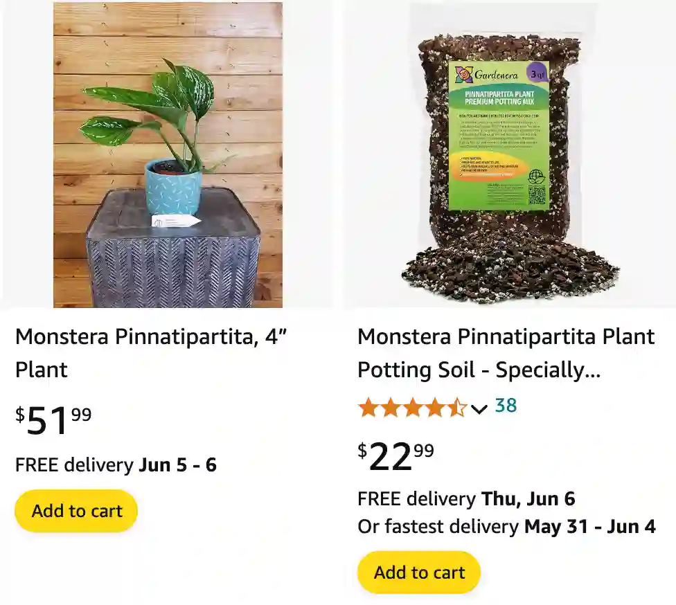 Monstera Pinnatipartita amazon | Monsteraholic