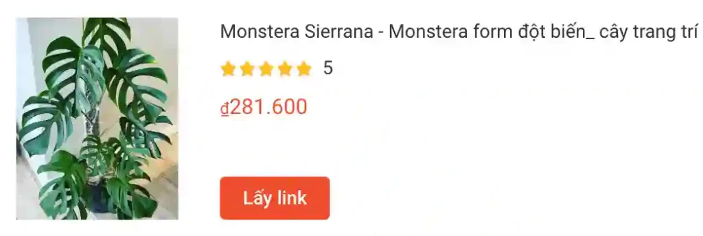 Monstera Sierrana Monstera form dot bien | Monsteraholic