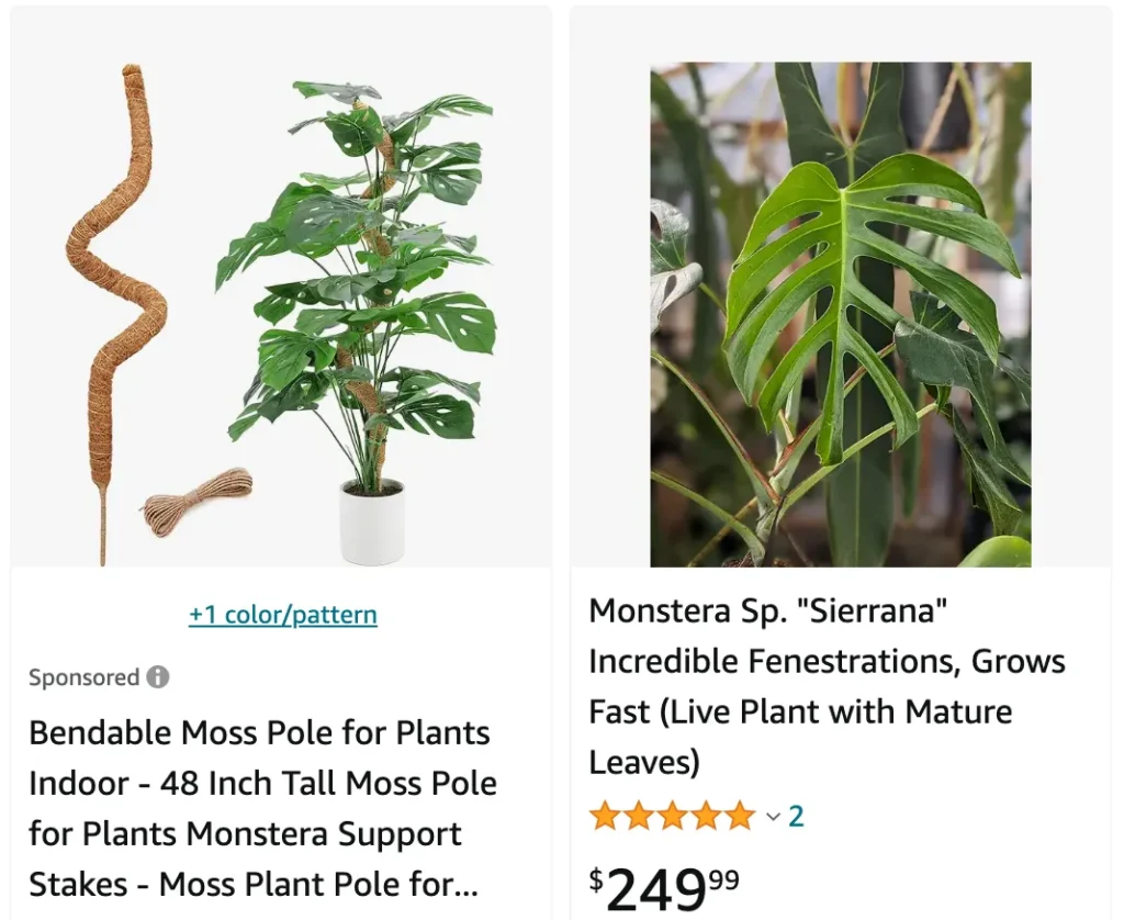 Monstera Sierrana