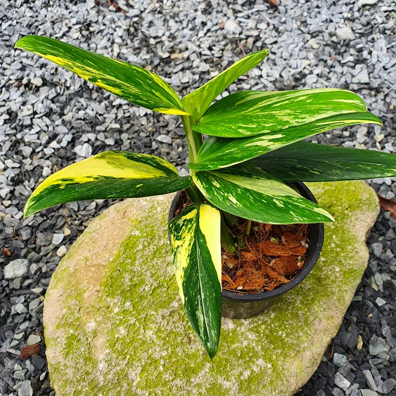 Monstera Standleyana