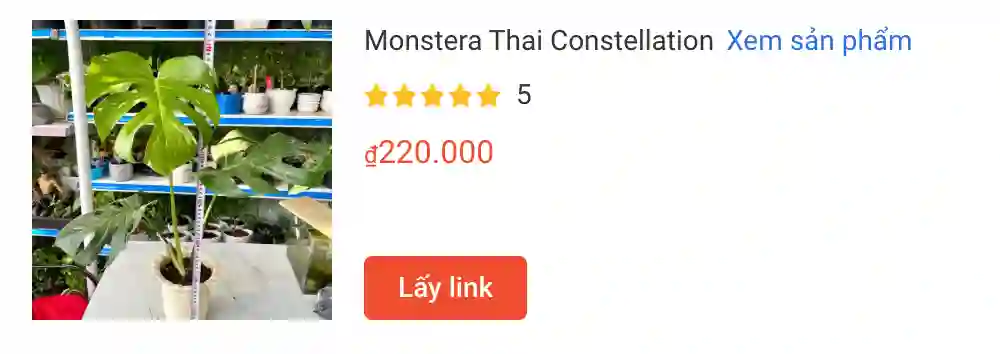 Monstera Thai Constellation 3 | Monsteraholic