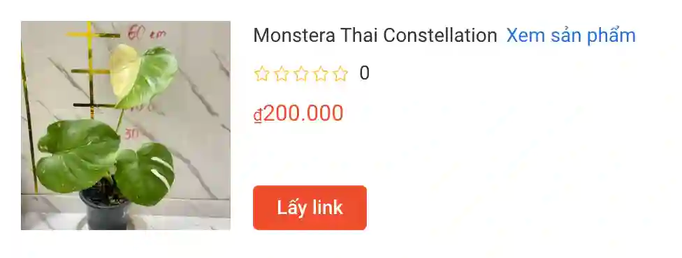 Monstera Thai Constellation 4 | Monsteraholic