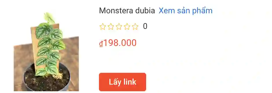 Hướng dẫn chăm sóc cây Monstera Dubia: Loài cây có màn dậy thì lột xác ngoạn mục 1 Monstera dubia2 | Monsteraholic