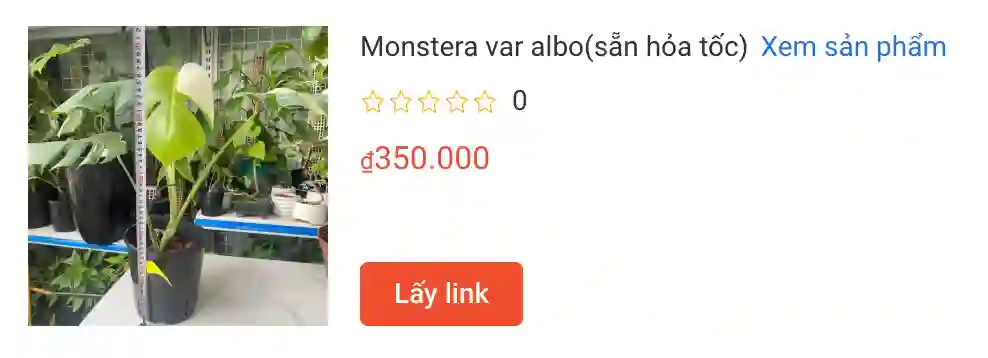 Monstera var albosan hoa toc | Monsteraholic