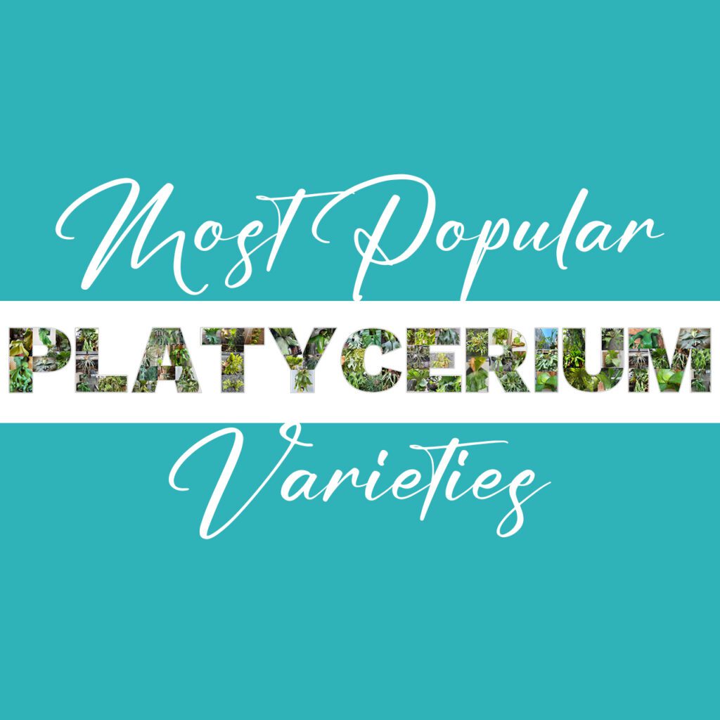 Most Popular Platycerium monsteraholic