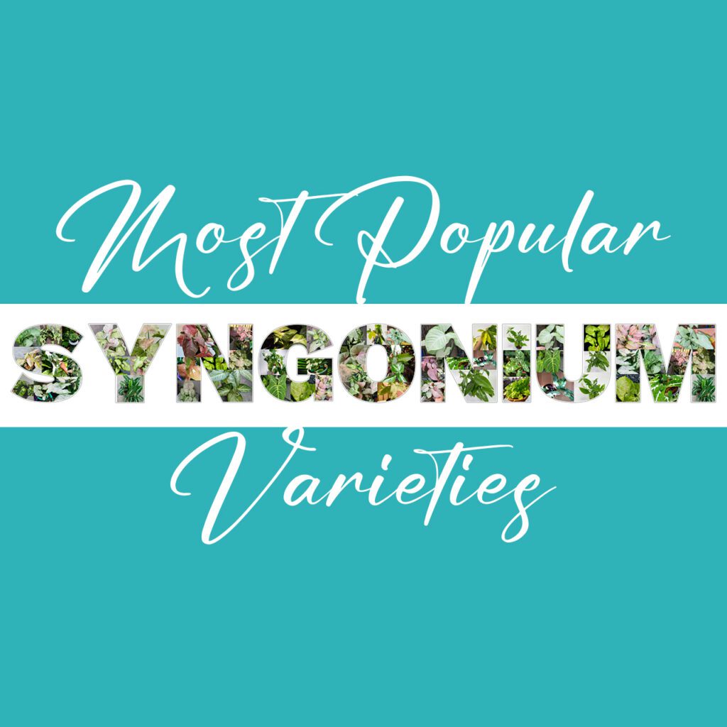 Most Popular Syngonium Varieties Monsteraholic