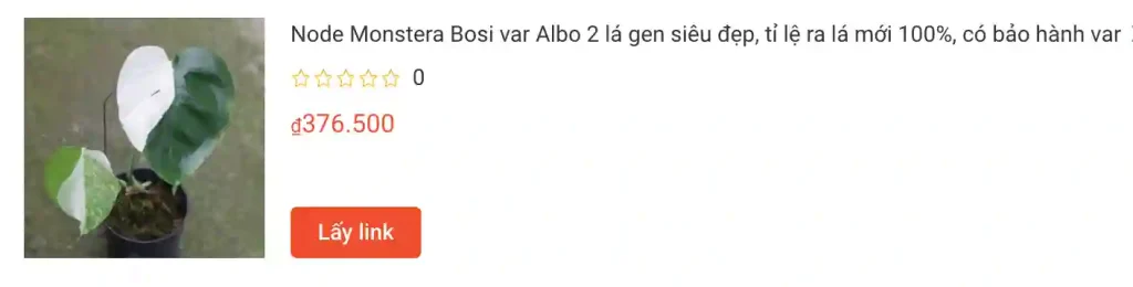 Hướng dẫn chăm sóc Monstera Borsigiana Albo Variegated 2 Node Monstera Bosi var Albo 2 la gen sieu dep ti le ra la moi 100 co bao hanh var | Monsteraholic