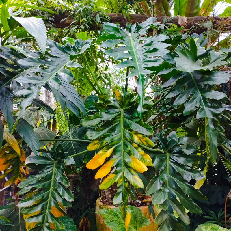 Philodendron Bob Cee