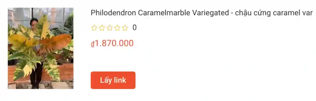 Philodendron Caramelmarble Variegated chau cung caramel var | Monsteraholic