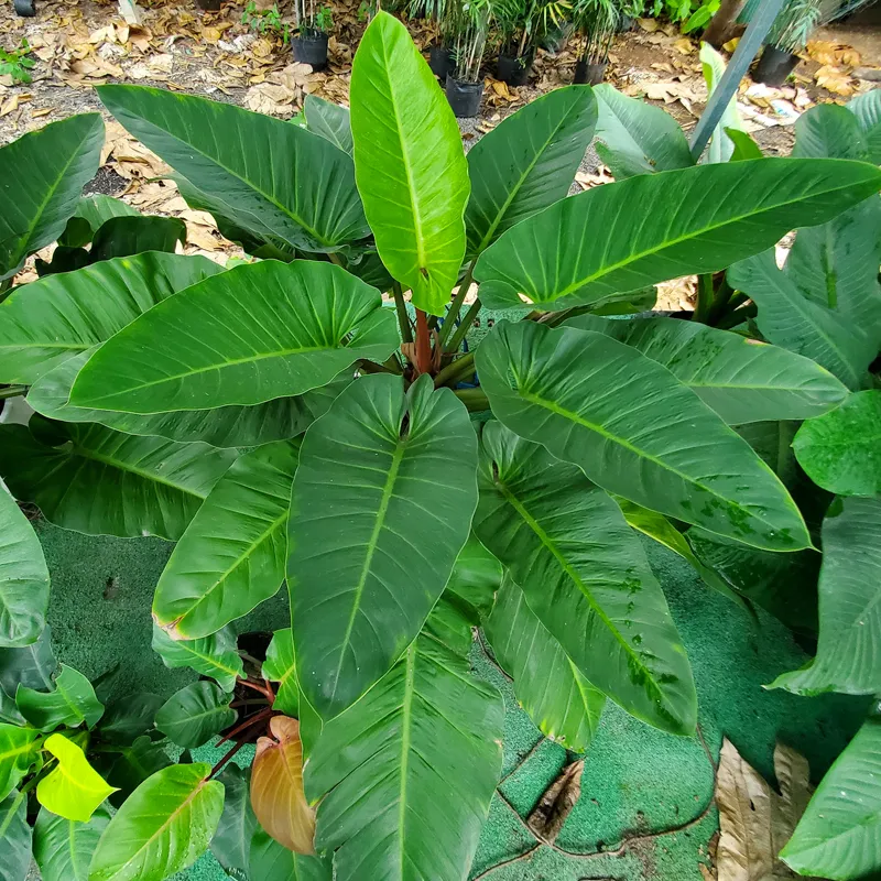 Philodendron Imperial