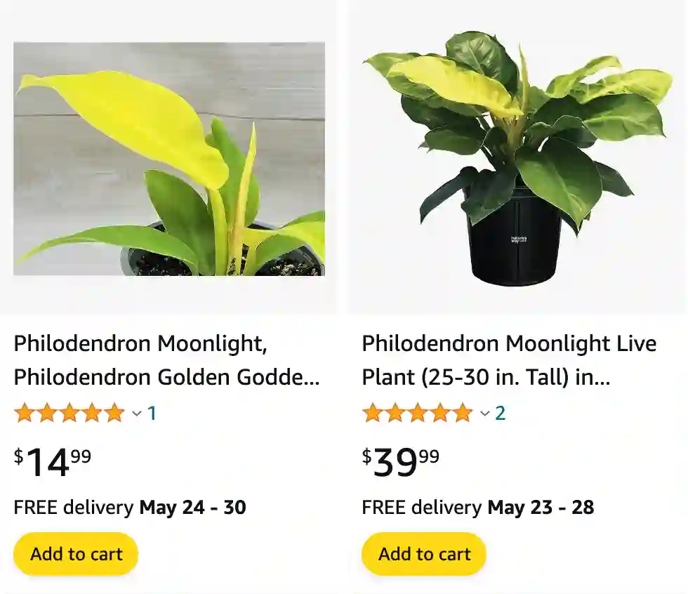 Philodendron Moonlight | Monsteraholic