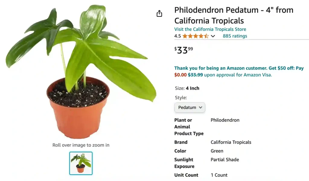 Philodendron Pedatum | Monsteraholic