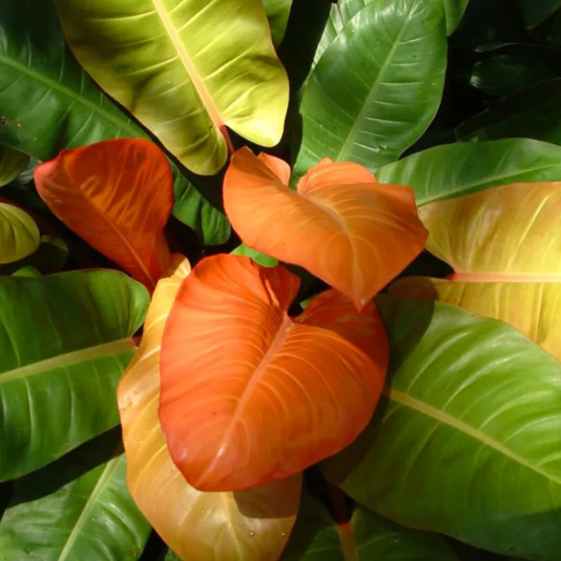 Philodendron Prince of Orange 4 monsteraholic