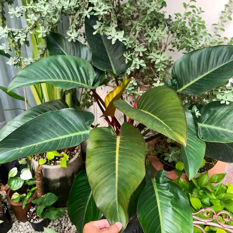 Philodendron Red Congo