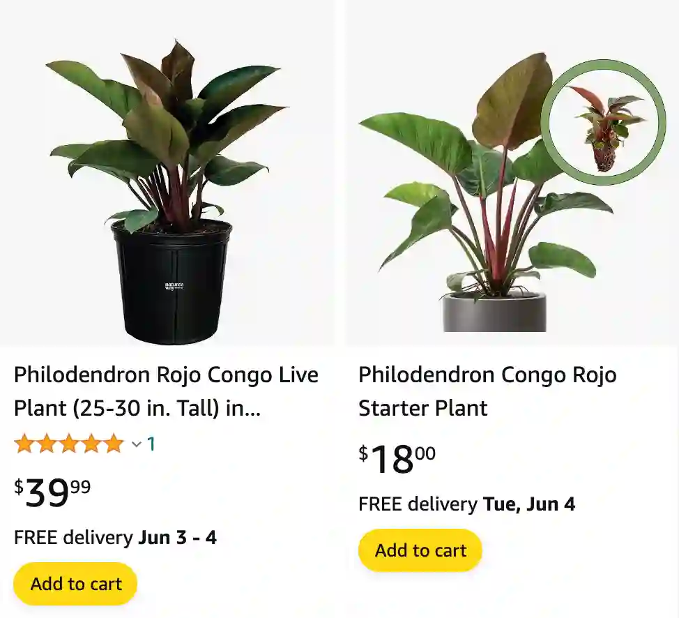 Philodendron Red Congo | Monsteraholic