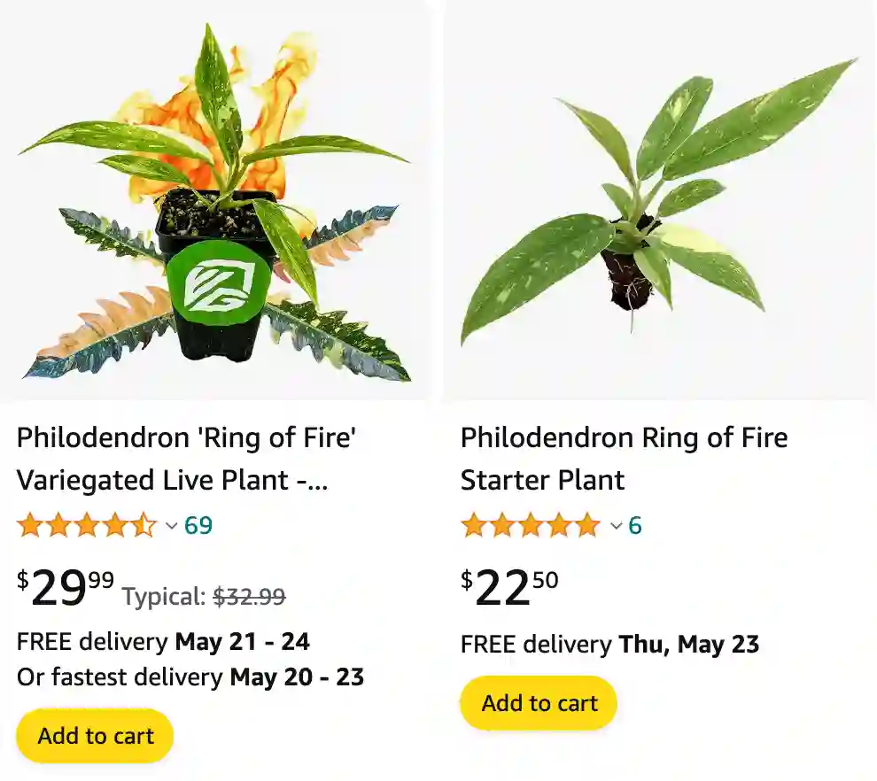 Philodendron Ring of Fire | Monsteraholic