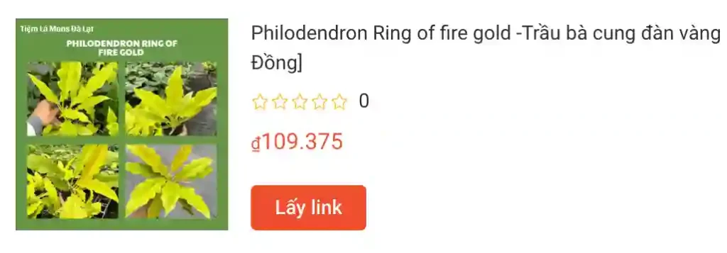 Những điều có thể bạn chưa biết về Philodendron Ring of Fire - Trầu bà cung đàn 2 Philodendron Ring of fire gold Trau ba cung dan vang | Monsteraholic