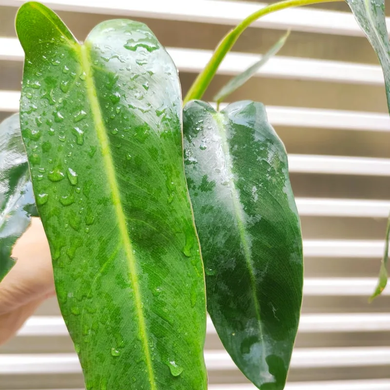 Philodendron Spiritus Sancti