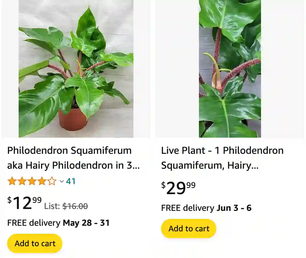 Philodendron Squamiferum | Monsteraholic