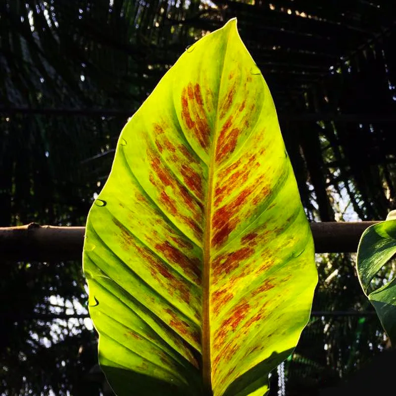 Philodendron Subhastatum