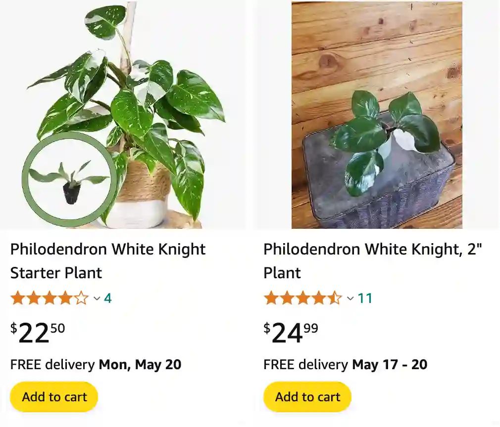 Philodendron White Knight | Monsteraholic