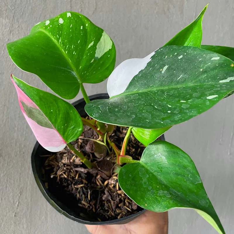 Philodendron White Princess