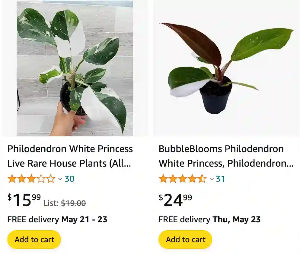 Philodendron White Princess | Monsteraholic