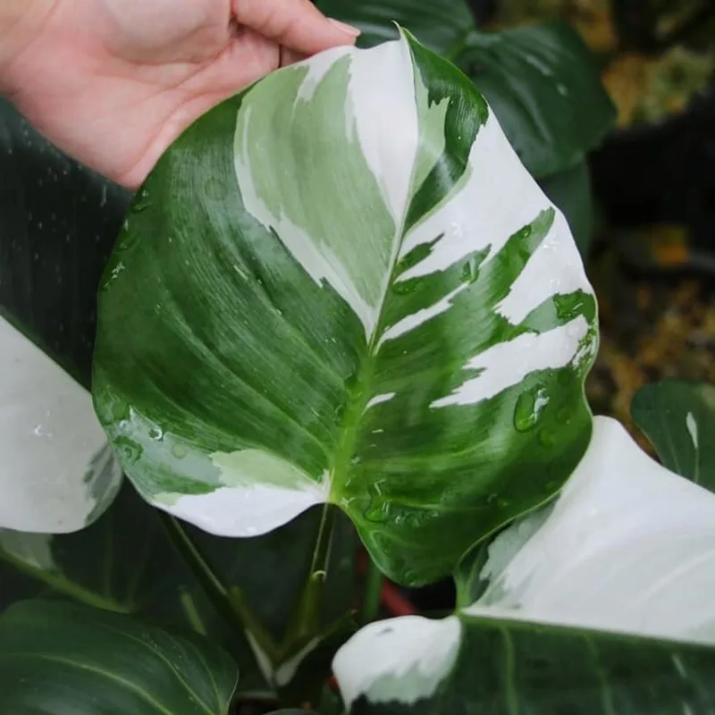 Philodendron White Wizard