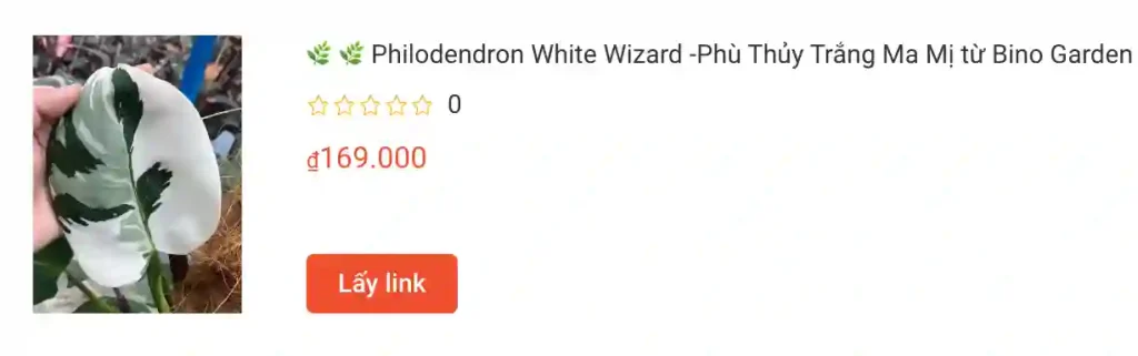 Philodendron White Wizard Phu Thuy Trang Ma Mi tu Bino Garden | Monsteraholic