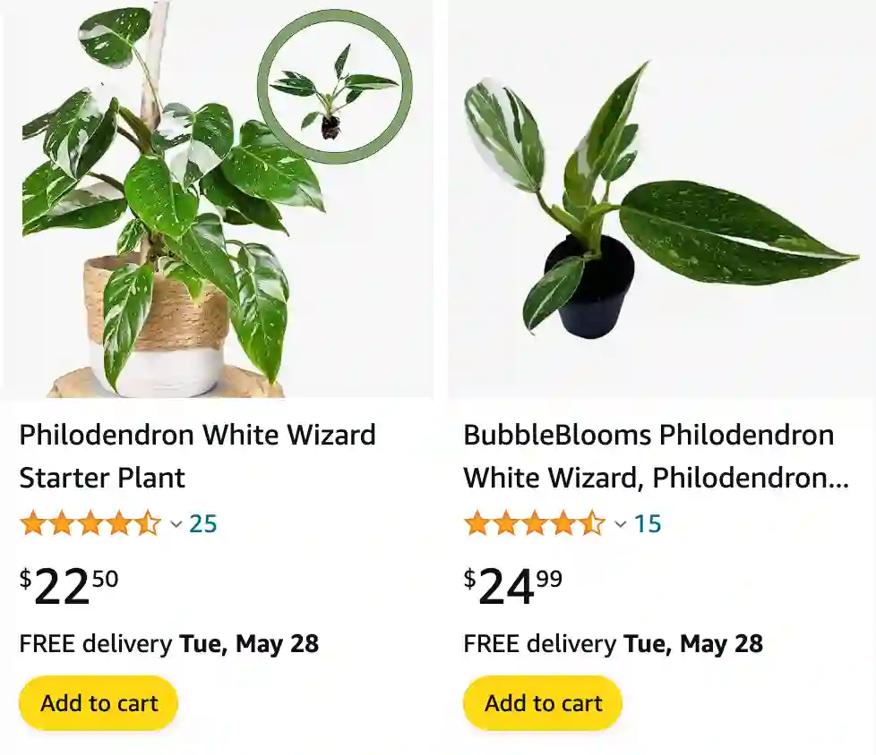 Philodendron White Wizard | Monsteraholic