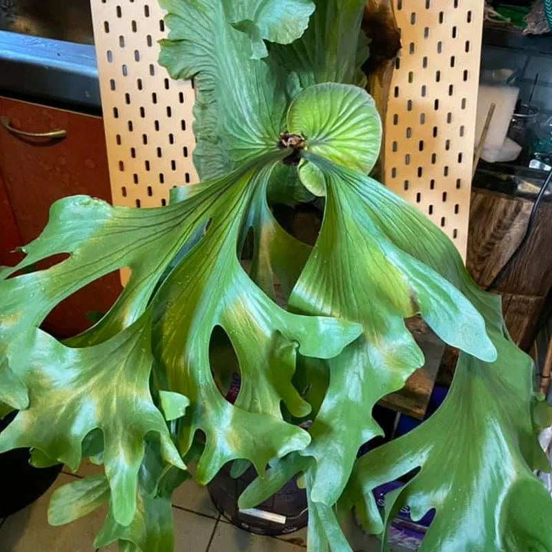 Platycerium Joe Young – granddia Giant monkey staghorn fern 1 monsteraholic 1 jpg | Monsteraholic