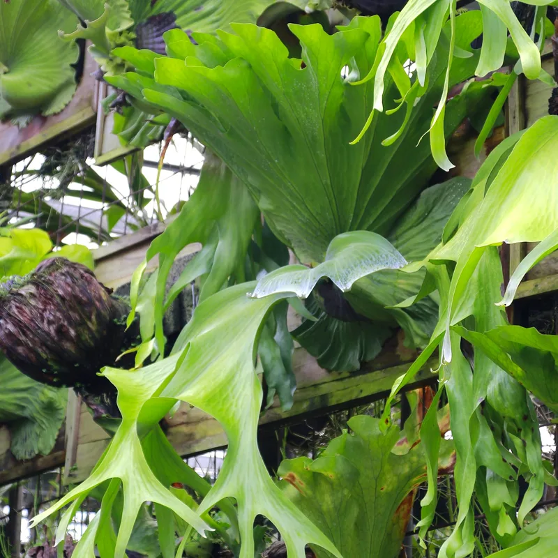 Platycerium grande Bikakushidagrande Giant staghorn fern 1 monsteraholic