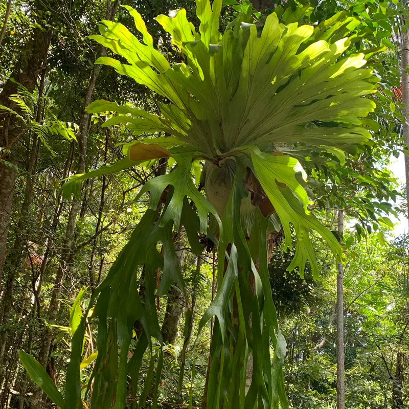 Platycerium superbum Giant staghorn fern 1 monsteraholic