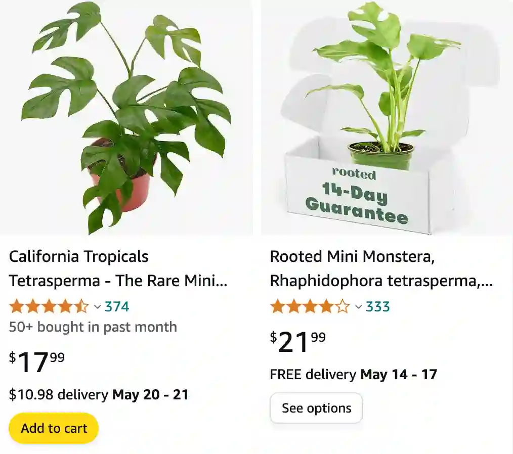 Rhaphidophora Tetrasperma | Monsteraholic