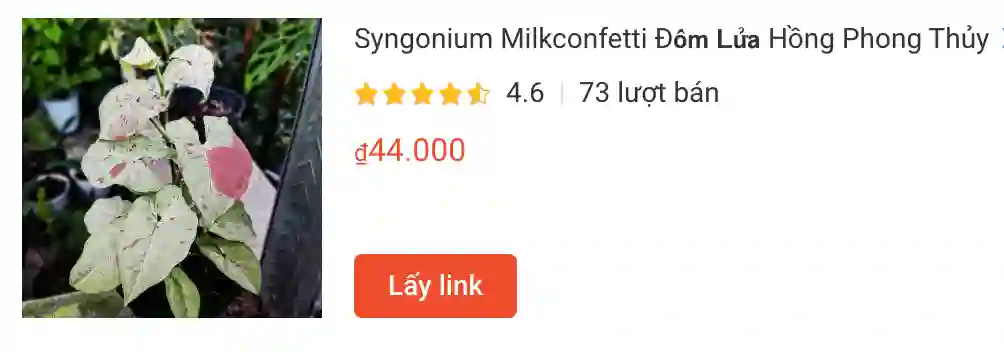 Syngonium Milkconfetti D𝗼̂́𝗺 𝗟𝘂̛̉𝗮 Hong Phong Thuy | Monsteraholic