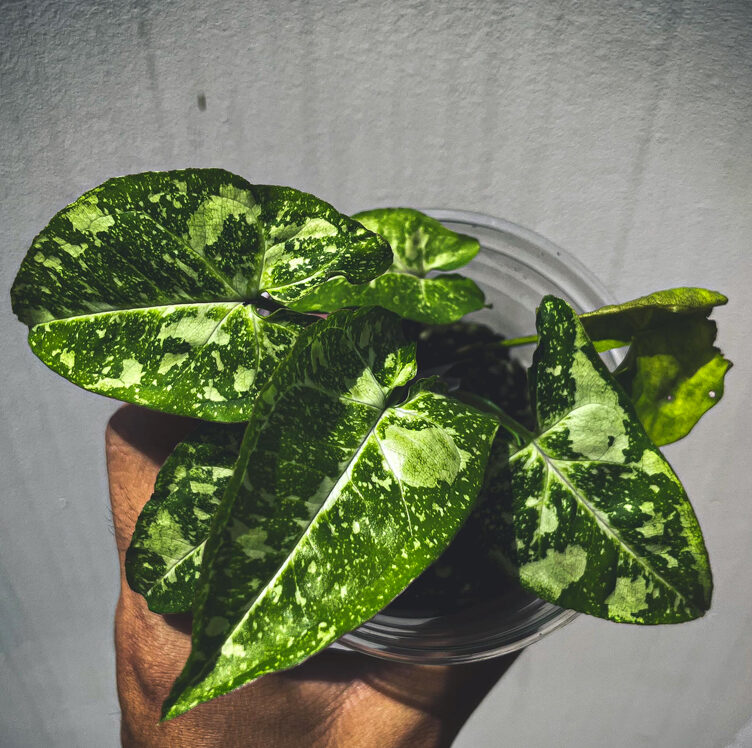 Syngonium Panda