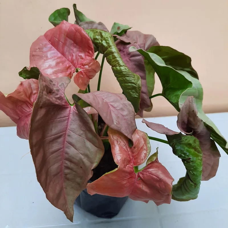 Syngonium ‘Pink Allusion 1 monsteraholic