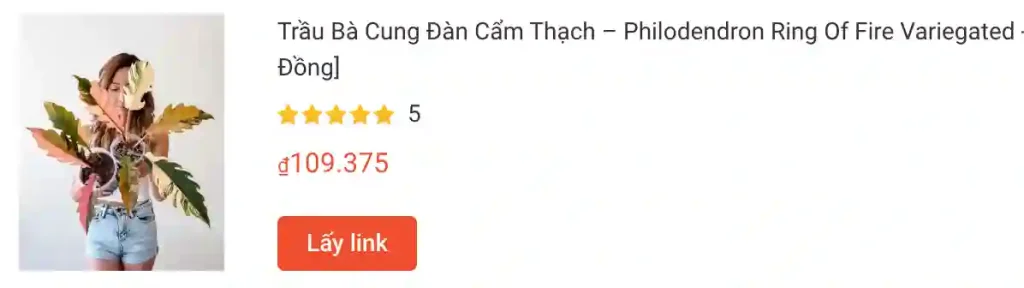 Những điều có thể bạn chưa biết về Philodendron Ring of Fire - Trầu bà cung đàn 1 Trau Ba Cung Dan Cam Thach – Philodendron Ring Of Fire Variegated Kieng la decor Lam Dong | Monsteraholic