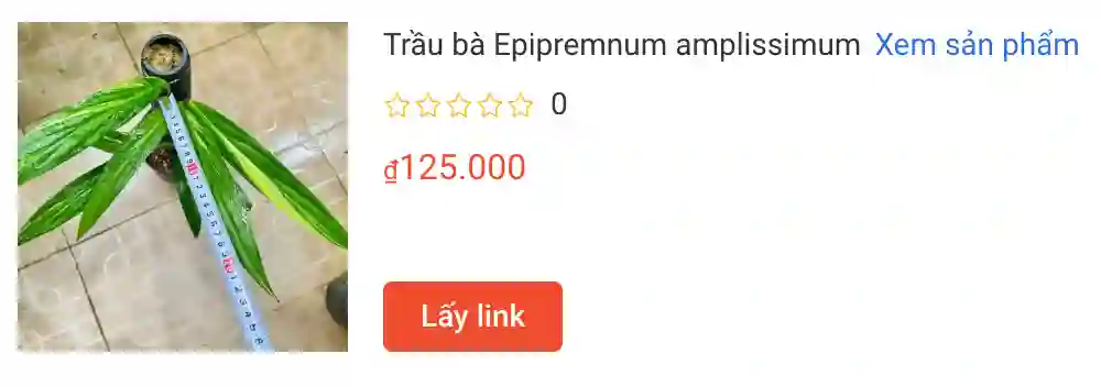 Trau ba Epipremnum amplissimum | Monsteraholic